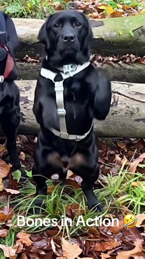 #CapCut#dogdance#dogdancechallenge #tierisch #crazydog