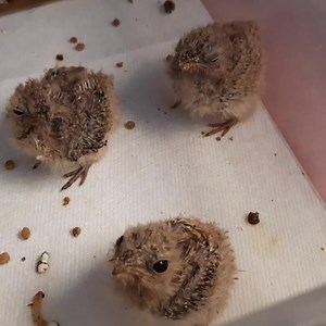 2.5K views · 258 reactions | Baby Nighthawks asking for dinner!! When full grown, these birds fly around at night with their wide mouths open and catch all the bugs they can ... Look for them around street lamps! Many people think they are seeing bats but it's actually these insecticides! #nighthawk #lessernighthawk #libertywildlifeaz #LibertyWildlife | Liberty Wildlife | Facebook