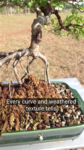 The Art of the Living Sculpture: Chinese Elm Bonsai
