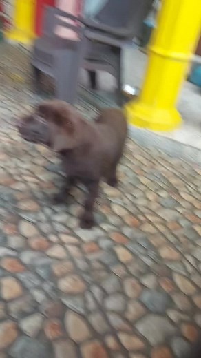 Adorable Labrador Femelle Chocolate - 3.5 Mois