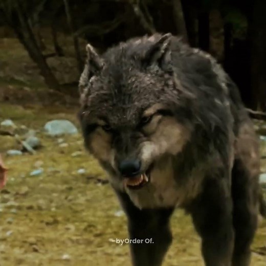 Subscribe please....| The Twilight Saga Edit Part-1 | Fragment (slowed)