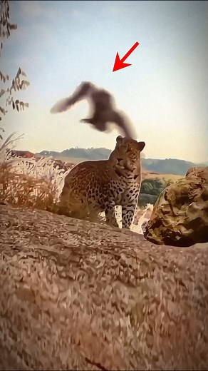 Witness the Speed of the Peregrine Falcon, World's Fastest Animal