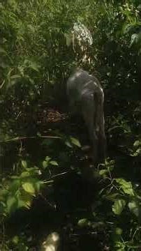 My First Forest Vlog | Exploring the Beauty of Nature 🌿🌳”