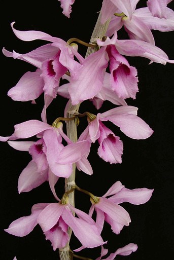 Dendrobium anosmum (syn. D. superbum)