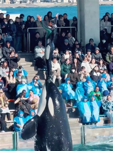 Orca Playing in Show: A Heartwarming Experience