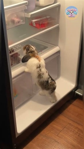 Rabbits Being Too Cute to Handle #shorts #funny #rabbit #moments #fails