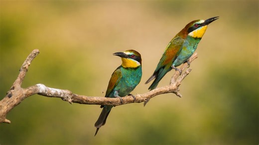 I found two colorful birds sitting on a branch