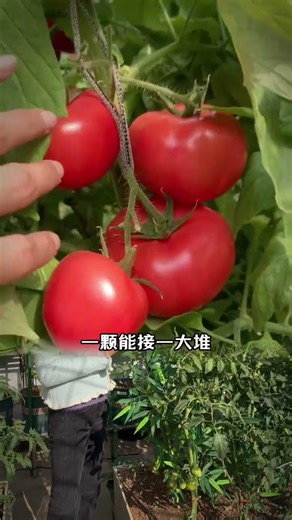 5 Simple Watering Hacks for Farmers - Boost Crop Growth