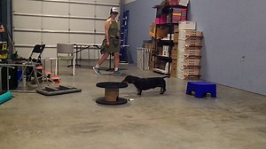 Nosework Is the Secret to a Calm, Happy Dog You’ve Never Heard Of