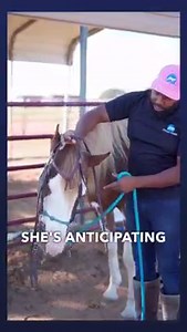 61K views · 1.9K reactions | Taking off the bridle doesn't have to be a challenge! #NewHorseOwner #HorseTrails #HorseTraining #HorseRiding #HorseEducation #HorseTips #SteadyHorse #HorseSafety #NewHorse | Steady Horse | Facebook