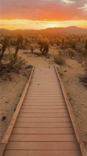 sunset Joshua Tree National Park, #sunset #california #usa #travel