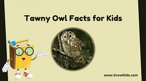 11 Amazing Tawny Owl Facts for Kids 2026