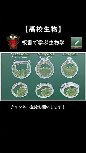 神経胚～尾芽胚でおこるイベント（カエルの発生４）【139生物】