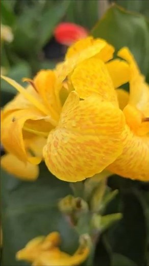 Canna Lily🩷💛Perennial plants Growing in full sun, well drained, rich soil, and consistent moisture