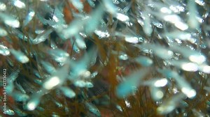 Japanese navy airplane Emily seaplane in WW2 Chuuk (Truk lagoon), Federated States of Micronesia (FSM). Here is the world's greatest wreck diving destination.