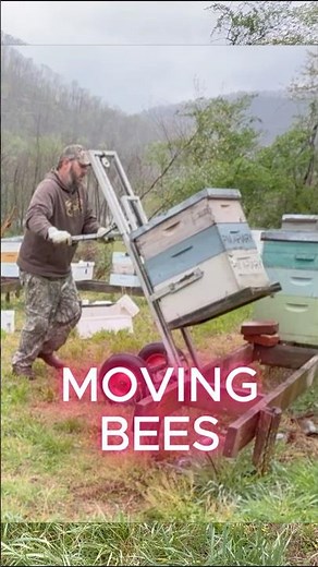 MOVING HONEYBEE HIVE