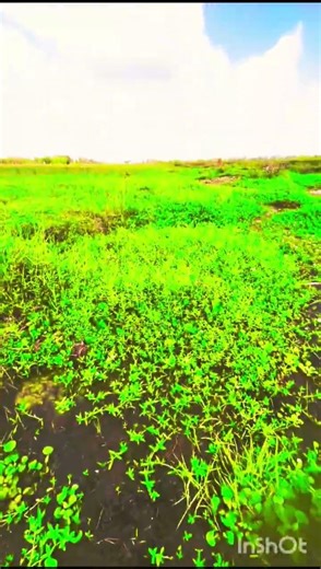 jbl bass water 💦 test jump 🦘 filp2