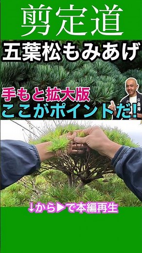 Close-up of the pruning process: Easy-to-understand explanation of pine tree trimming #pruningmet...