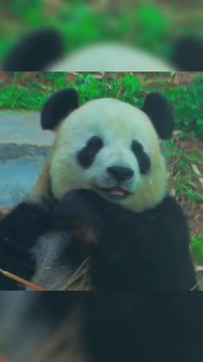 #판다 #大熊猫 #大熊猫搞笑日常