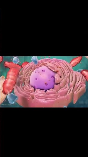 ¿Qué es una #celula eucariota y por qué hizo posible la #vida compleja?