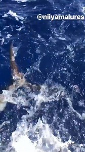 16 reactions | Blue Marlin - Tagged | Humdinger Sportfishing Kona Hawaii | Facebook