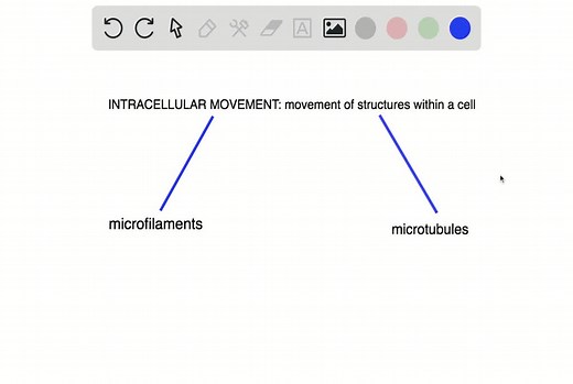 Which of the following do not play a role in intracellular movement? a. microfilaments and intermediate filaments b. microfilaments and microtubules c. intermediate filaments and microtubules d. only intermediate filaments | Numerade