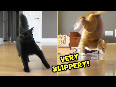 Cats Slipping on New Floors for the First Time!