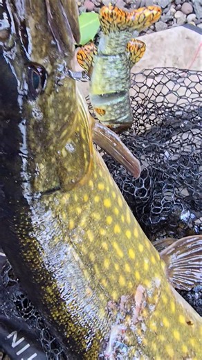 #handmade #pike #fishing #lure #alien_predator_lures