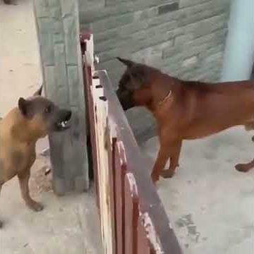 Perros Ladrando Enojados ! 🤬