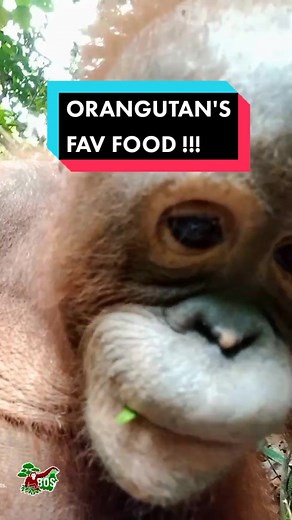 What Do Orangutans Eat? Discover Their Favorite Foods!