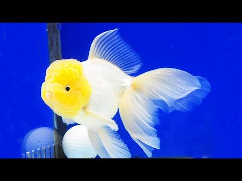 10 Most Beautiful and Popular Types of Goldfish