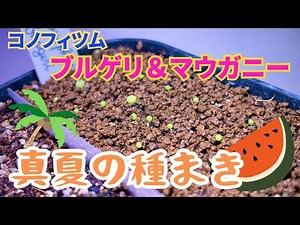 【実生】コノフィツムマウガニー＆ブルゲリの種まき！室内管理20日間の記録