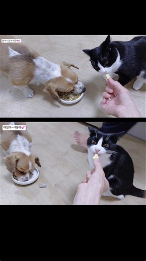 엄마 감솨해여~💕 #간식시간 #냥춘기