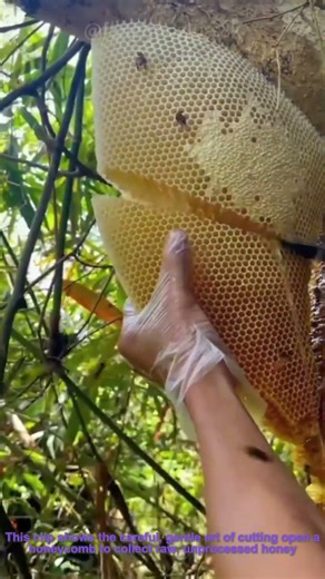 Harvesting Raw Wild Honey | Beekeeping Craft