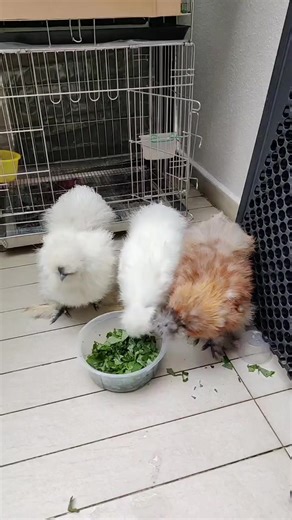 Exploring the Silkie Chicken Breed