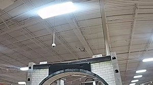 Chaos as monkey escapes in Texas store, lured down with cookie