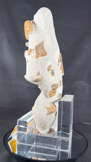 Stones & Bones Collection | Meet the Devonian Oceans Pillar — an incredible fossil display from roughly 380 million years ago, uncovered in Morocco. With ammonites,... | Instagram
