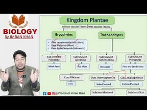Kingdom Plantae Classification | Plant Groups, Characteristics & Examples Explained