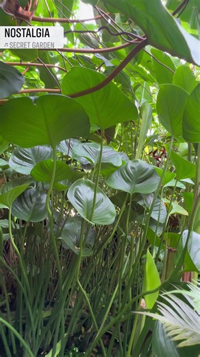 73K views · 8K reactions | Hidden family treasure: Unseen by visitors...