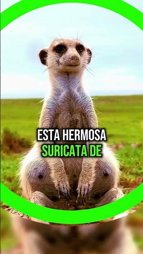 This BEAUTIFUL MEERKAT AND HER FAMILY 😱 #animals #shorts #wildlife