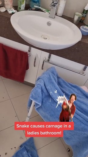 Snake Causes Carnage In Ladies’ Bathroom! 🐍🚨 Chaos in the bathroom! 😱 A snake shows up where no one expected—thankfully, the snake catcher was on the scene. #snakecatcher #australia #snakes #wildlife #animalrescue #snakeencounter #naturealert #dangerouswildlife #reptiles #wildlifeincident | Wildlife With Stuart Mckenzie