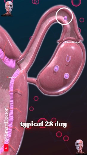 The Secret Life of the Menstrual Cycle 🌙🔍‍♀️ . . The menstrual cycle is a monthly process that prepares the female body for potential pregnancy. It typically lasts about 28 days, although it can range from 21 to 35 days in adults. Here’s a breakdown of the key phases: Phases of the Menstrual Cycle Menstrual Phase (Days 1-5): The cycle begins with menstruation, where the uterine lining sheds if no pregnancy has occurred. This phase lasts about 3 to 7 days. Follicular Phase (Days 1-13): Overlaps