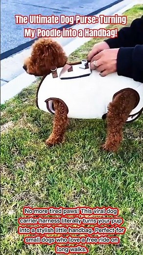 ​The Ultimate Dog Purse: Turning My Poodle into a Handbag! 👜🐶​#PetGadgets