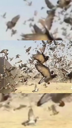 4K views · 149 reactions | Tulle National Pigeon Race 2023 1st Place Old Bird Category Jespers-Vanderwegen #pigeons #pigeon #pigeonracing #duiven #duivensport #racingpigeons #pigeonrace #kalapati #kalapatids #kalapatidsph #kabutar #kabootar #Paloma #belgium | Pigeon Sports PH | Facebook