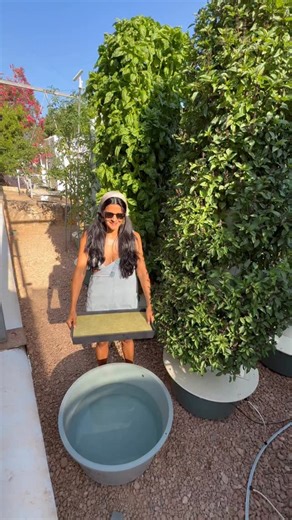 Growing basil on aeroponic towers starts by soaking agricultural rock wool in water for about 20 minutes. Fresh rock wool tends to have a naturally high pH, so soaking it helps stabilize the substrate and create better conditions for seed germination. After sowing the seeds, we add a light layer of vermiculite on top. This naturally occurring mineral has an excellent air-to-water ratio, helping improve germination rates while protecting the seeds during those critical early days. Strong crops al