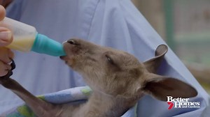 10K views · 160 reactions | FULL STORY RE-CAP: Dr Harry is visiting just one of the many regions affected by this summer’s bushfires. Lorita and Kevin are WIRES volunteers doing all they can to save our precious animals. | Better Homes and Gardens Australia | Facebook