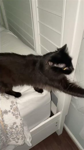 My helper today folding clothes #smallyoutuber #helpmemakethismakesense #catvideos