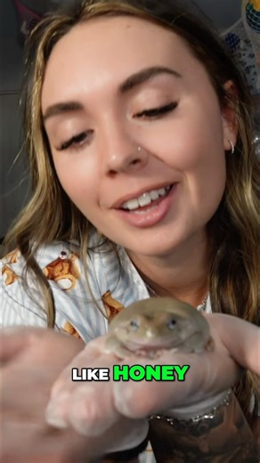 My blue eyed tree frogs!