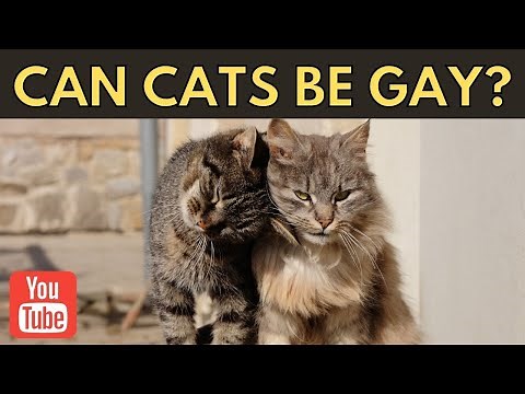 Can cats be gay, lesbian or bisexual | Cats Facts