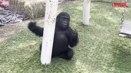 VIDEO Istanbul, giovane gorilla salvato dalla stiva di un aereo: le immagini del suo recupero - LaPresse